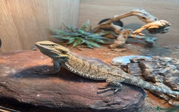 Bearded Dragon reptiles for sale: Bearded dragon - Image 2