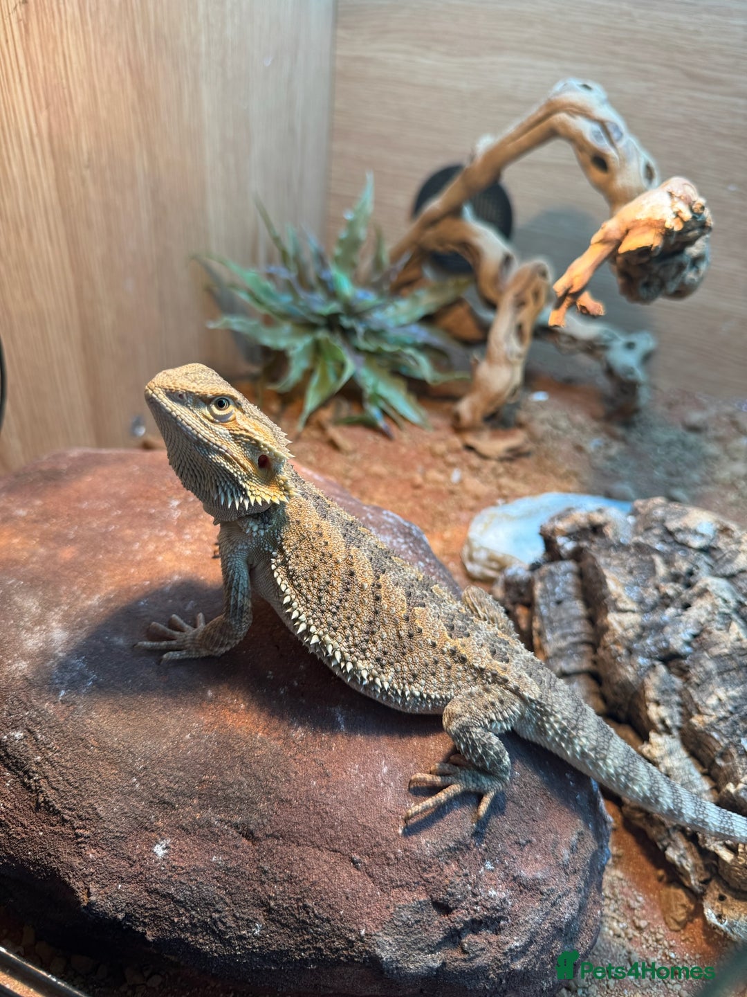 Bearded Dragon reptiles for sale: Bearded dragon - Image 2