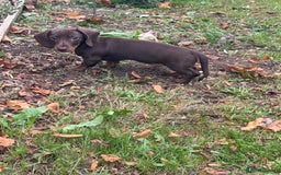Miniature Dachshund dogs for sale: Stunning mini sausages!  - Image 3