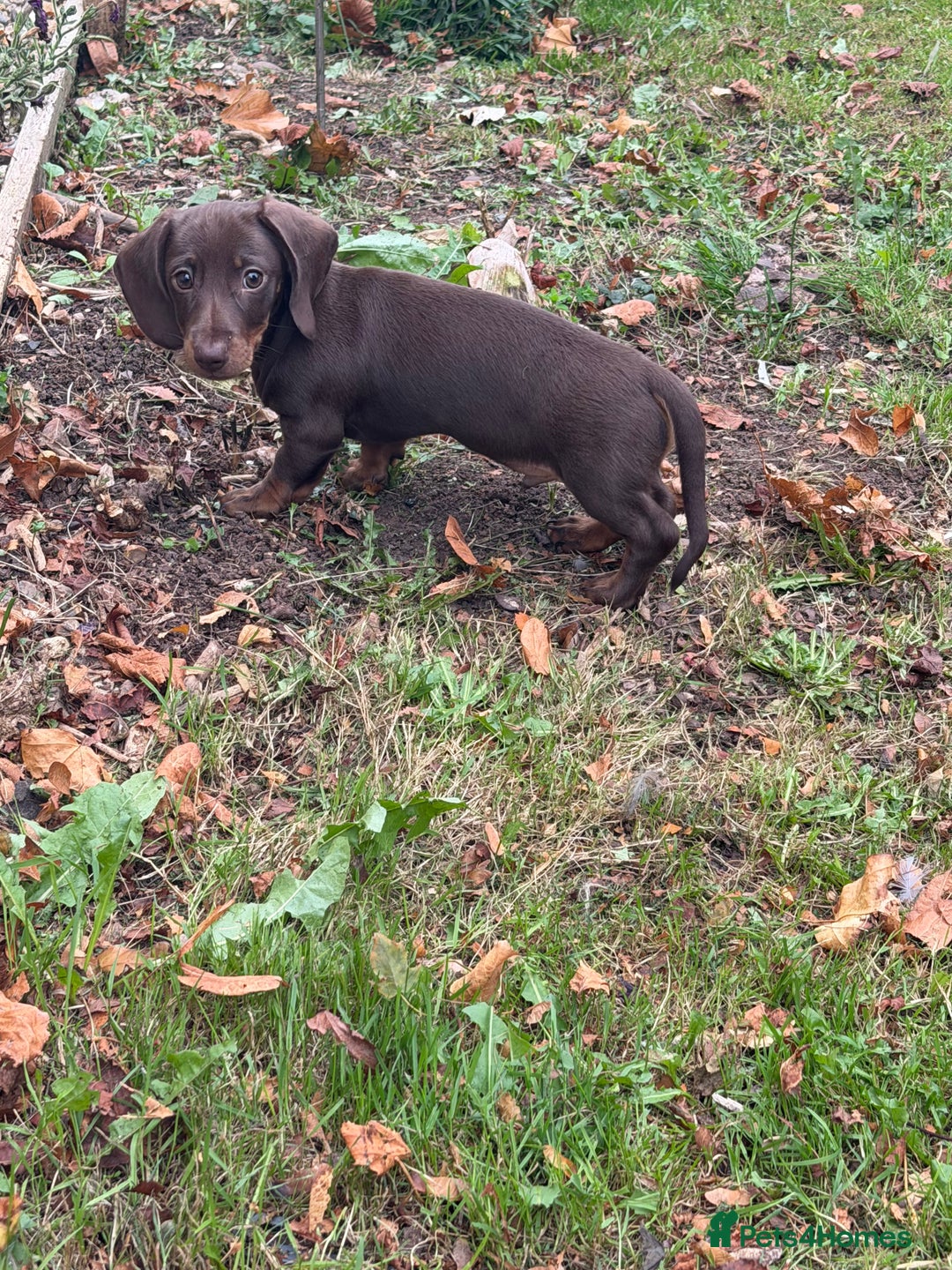Miniature Dachshund dogs for sale: Stunning mini sausages!  - Image 3