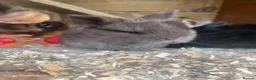 Mini Lop rabbits for sale: Mini lop bunnies  - Advert 7
