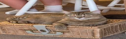 Mixed Breed cats for sale: 9 kittens for sale family pets very friendly  - Advert 11
