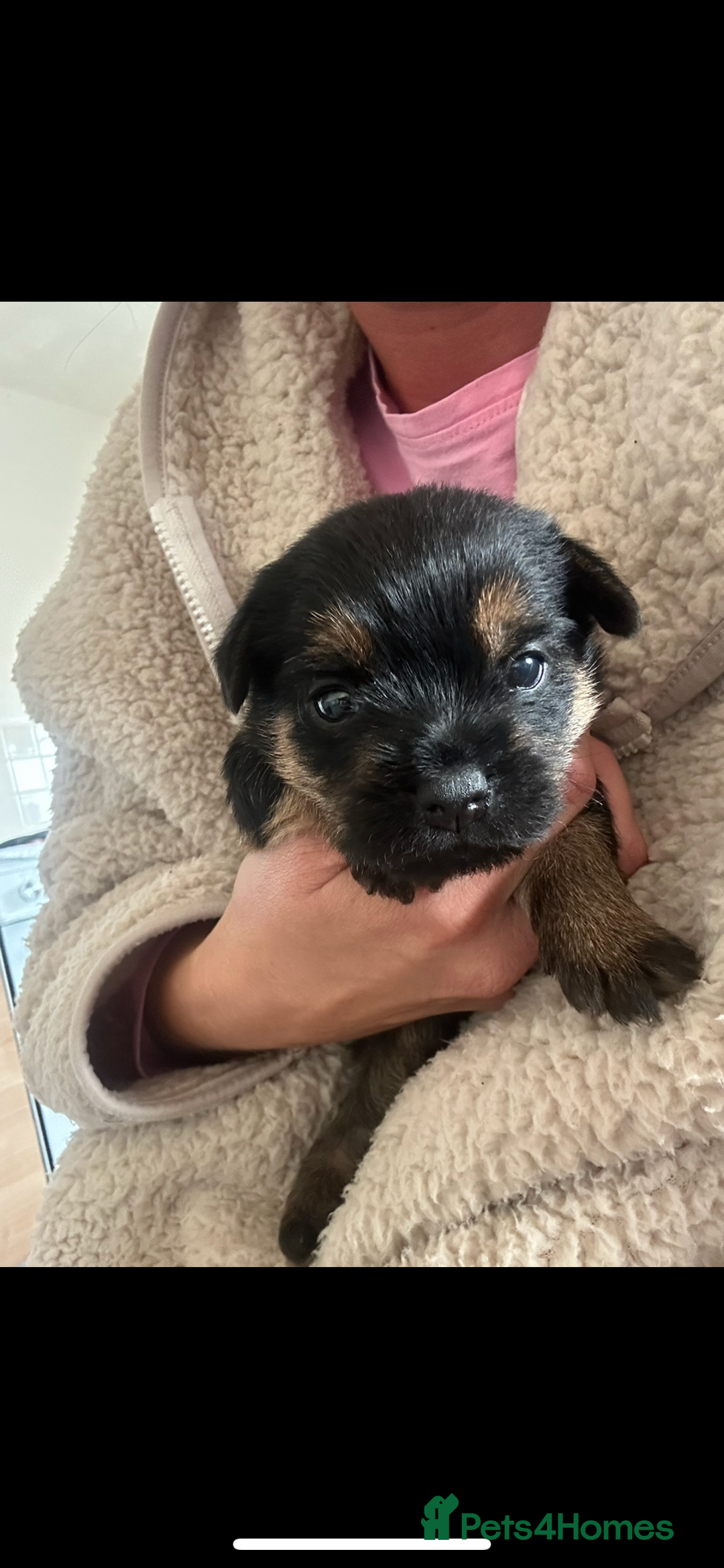 Border Terrier dogs for sale: Border Terrier puppies - Advert 1
