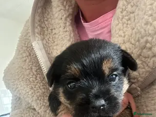 Border Terrier dogs Border Terrier puppies - Advert 7