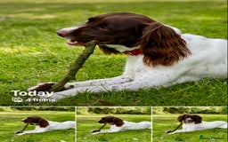 English Springer Spaniel dogs for sale: Dog for sale - Image 3