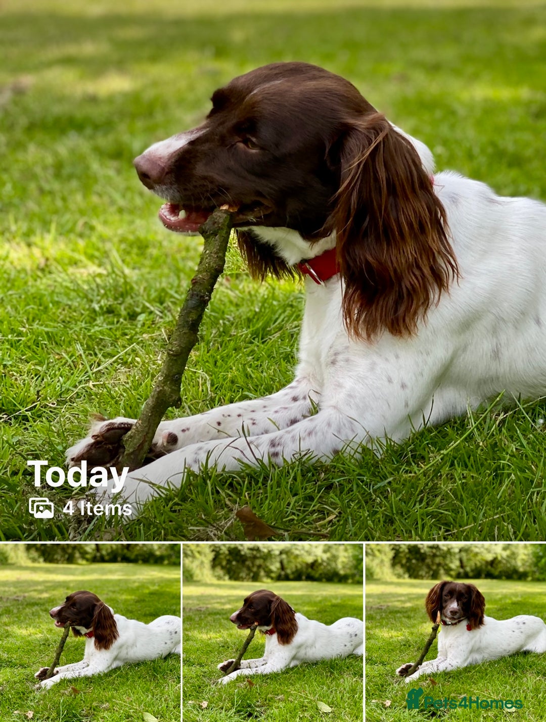 English Springer Spaniel dogs for sale: Dog for sale - Image 3