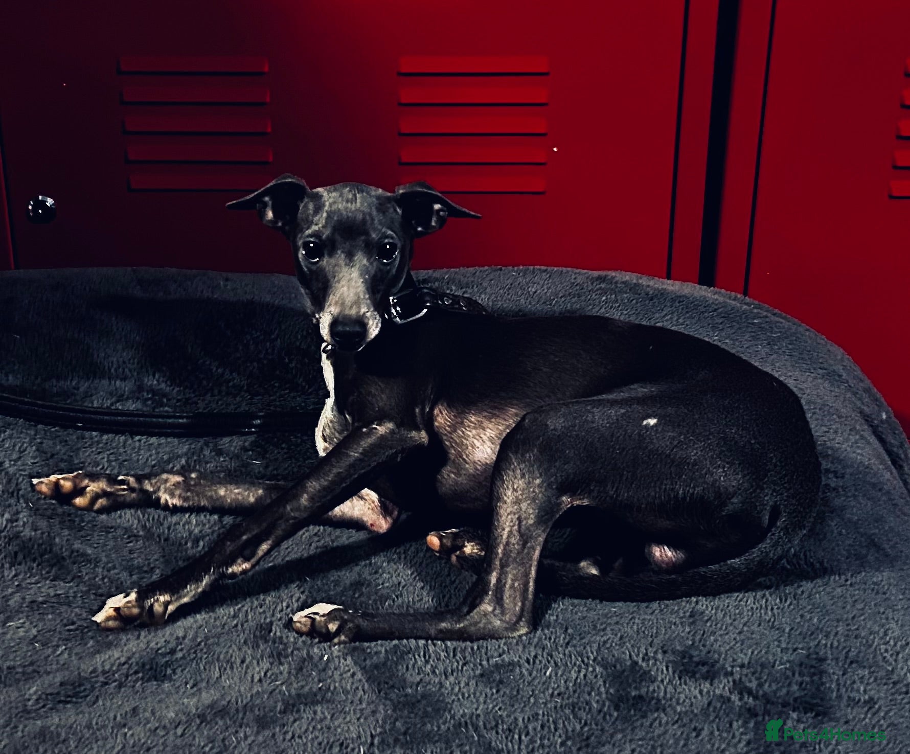 Italian Greyhound dogs Adorable handsome Italian greyhound  - Advert 1