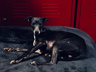 Italian Greyhound dogs Adorable handsome Italian greyhound - Advert 1