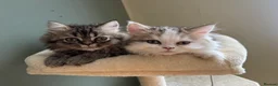 Persian cats for sale:  Gerald & Everest affectionate Kitten boys - Advert 2