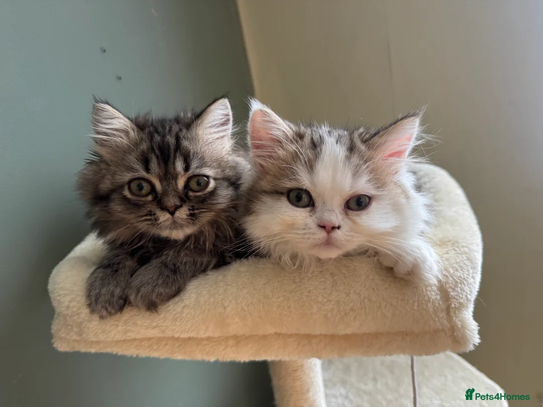 Persian cats for sale:  Gerald & Everest affectionate Kitten boys - Advert 2