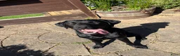 Labrador Retriever dogs for sale: 🐾 KC Registered Black Labrador Male – Enzo –  🐾 - Advert 7