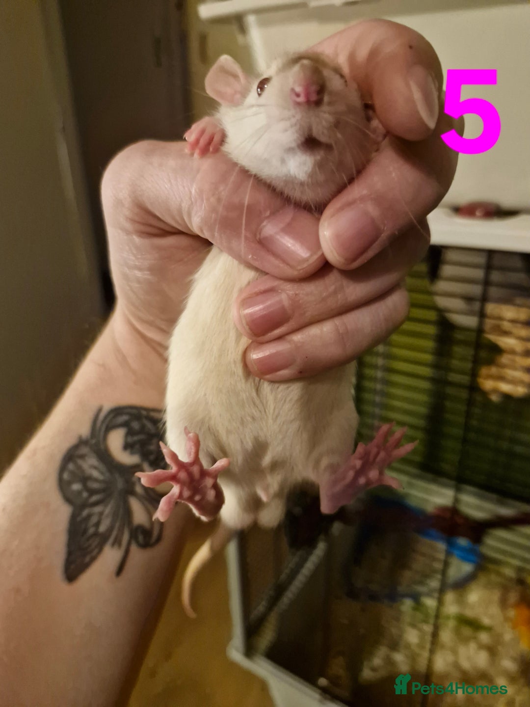 Rat rodents for sale: 9 gorgeous Male Rats - Image 18