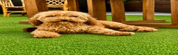 Sproodle dogs for sale: Stunning F1 Sproodles  - Advert 9