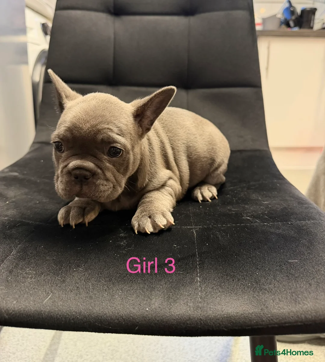 French Bulldog dogs for sale: FrenchBulldog Puppies  - Advert 14