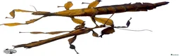 Stick Insects invertebrates for sale: X2 MACLEAYS SPECTRE STICK INSECTS happy to ship!! - Advert 3