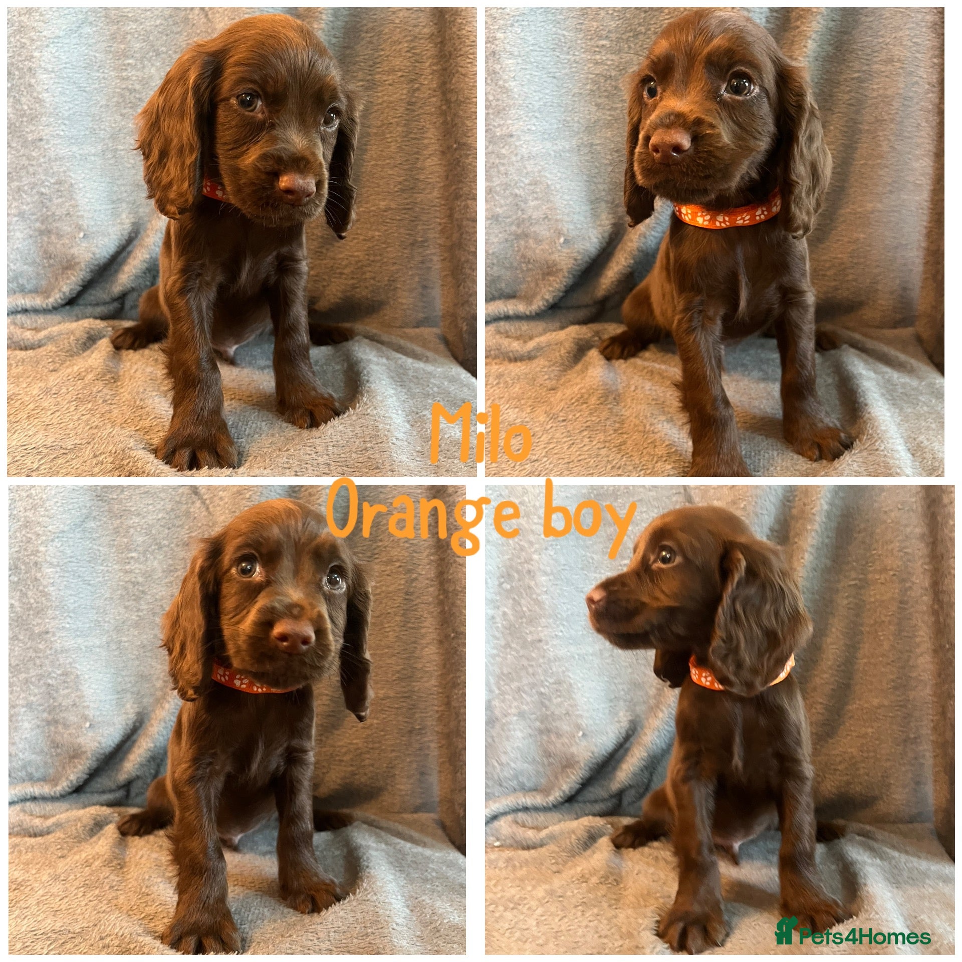 Cocker Spaniel dogs Cocker spaniel ready now  - Advert 1