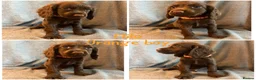 Cocker Spaniel dogs for sale: Cocker spaniel puppies - Advert 2