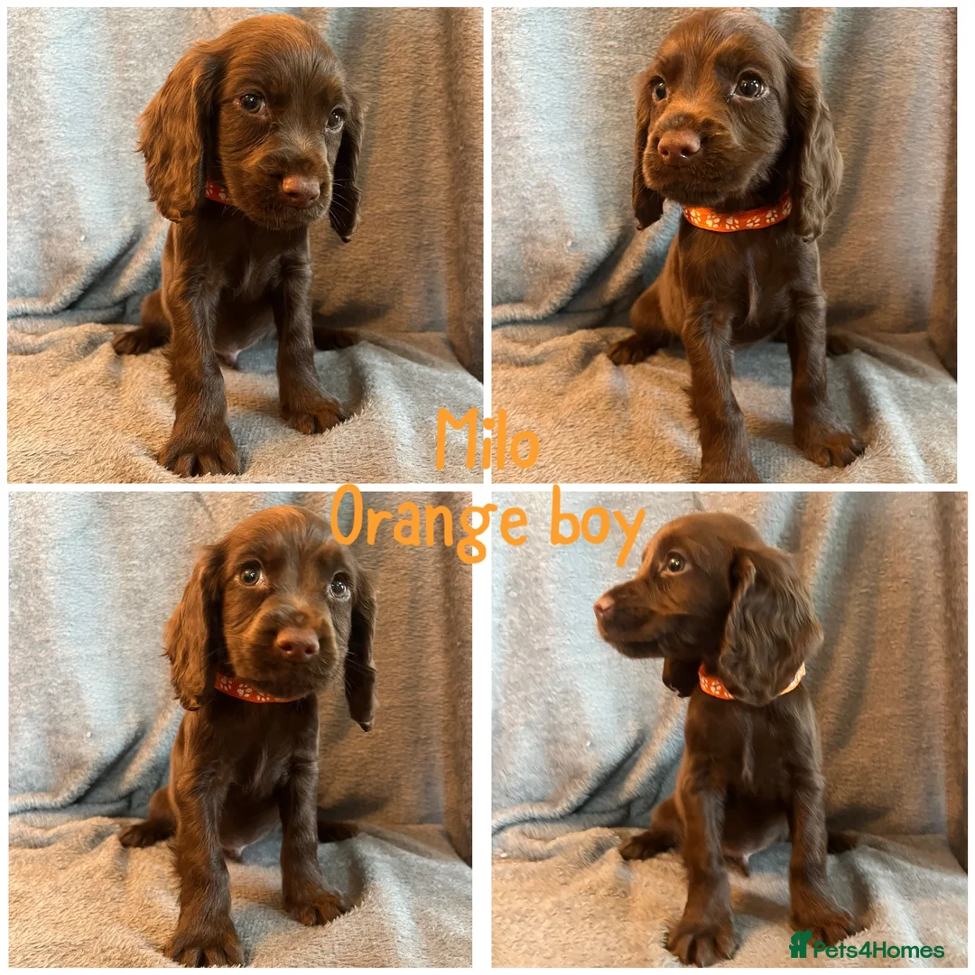 Cocker Spaniel dogs for sale: Cocker spaniel puppies - Advert 2
