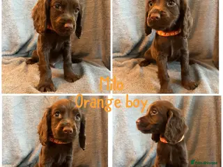 Cocker Spaniel dogs Cocker spaniel ready now - Advert 1