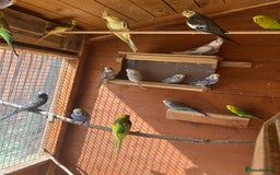 Budgerigars birds for sale: Budgiesfor sale - Image 3