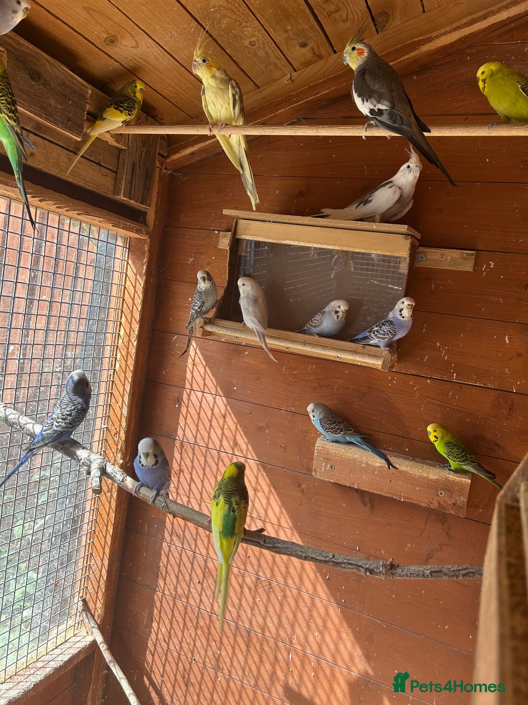 Budgerigars birds for sale: Budgiesfor sale - Image 3