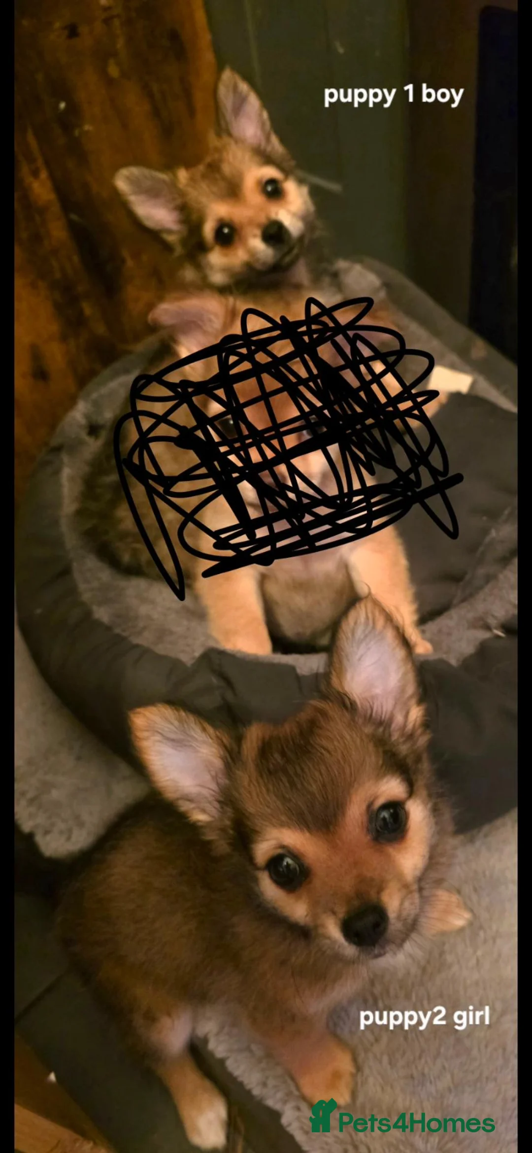Pomchi dogs for sale: Pomchi puppies ready to go now - Advert 1