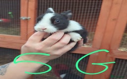 Mixed Breed rabbits for sale: Mixed breed baby bunnies *READY NOW*  - Advert 3