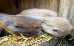 Mini Lop rabbits for sale: Beautiful mini lop bucks and does available  - Image 10