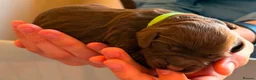 Sprocker dogs for sale: Sprocker pups in Rhyl - Advert 4
