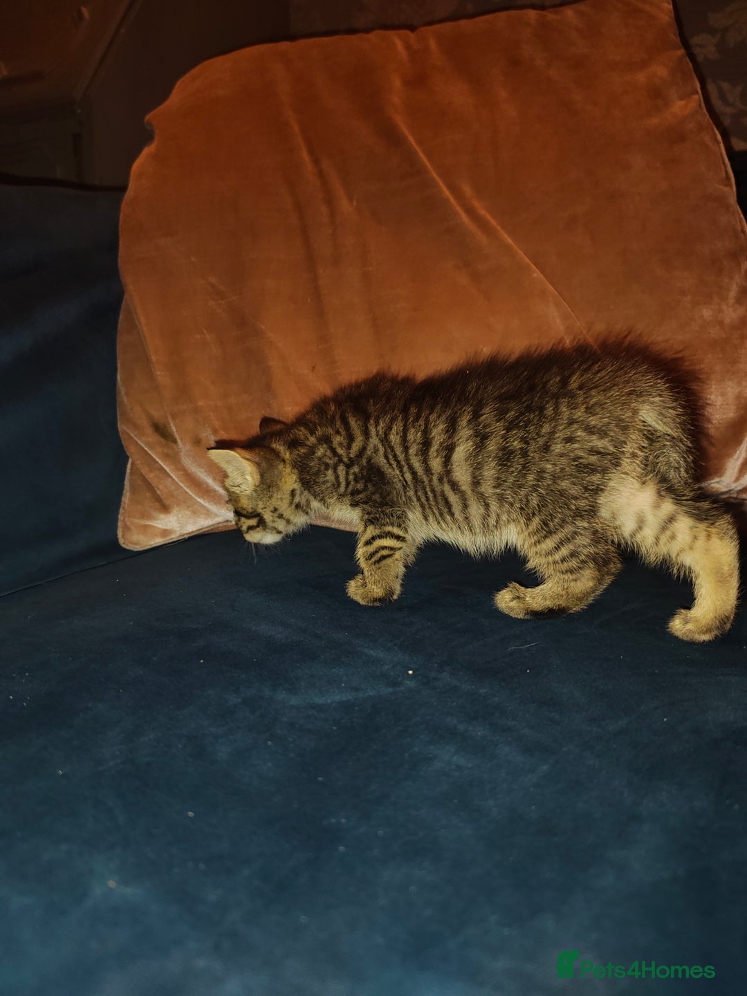 Mixed Breed cats for sale: Kittens - Image 13