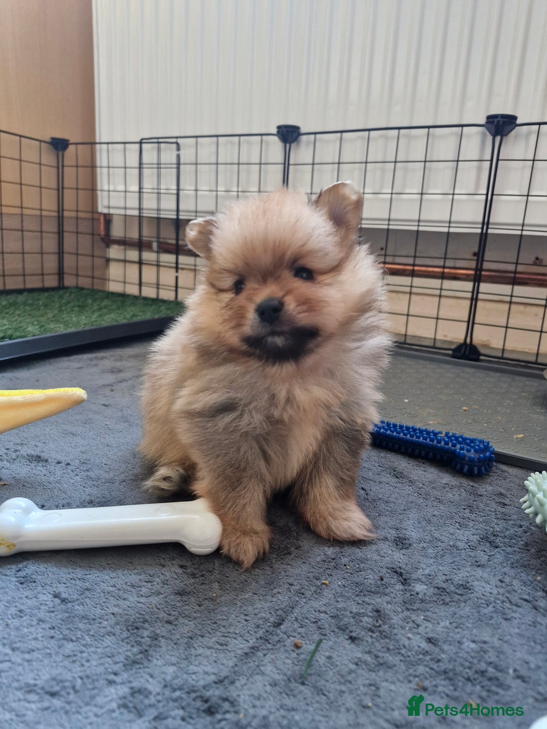 Pomeranian dogs for sale: Stunning sable pomeranians - Advert 4