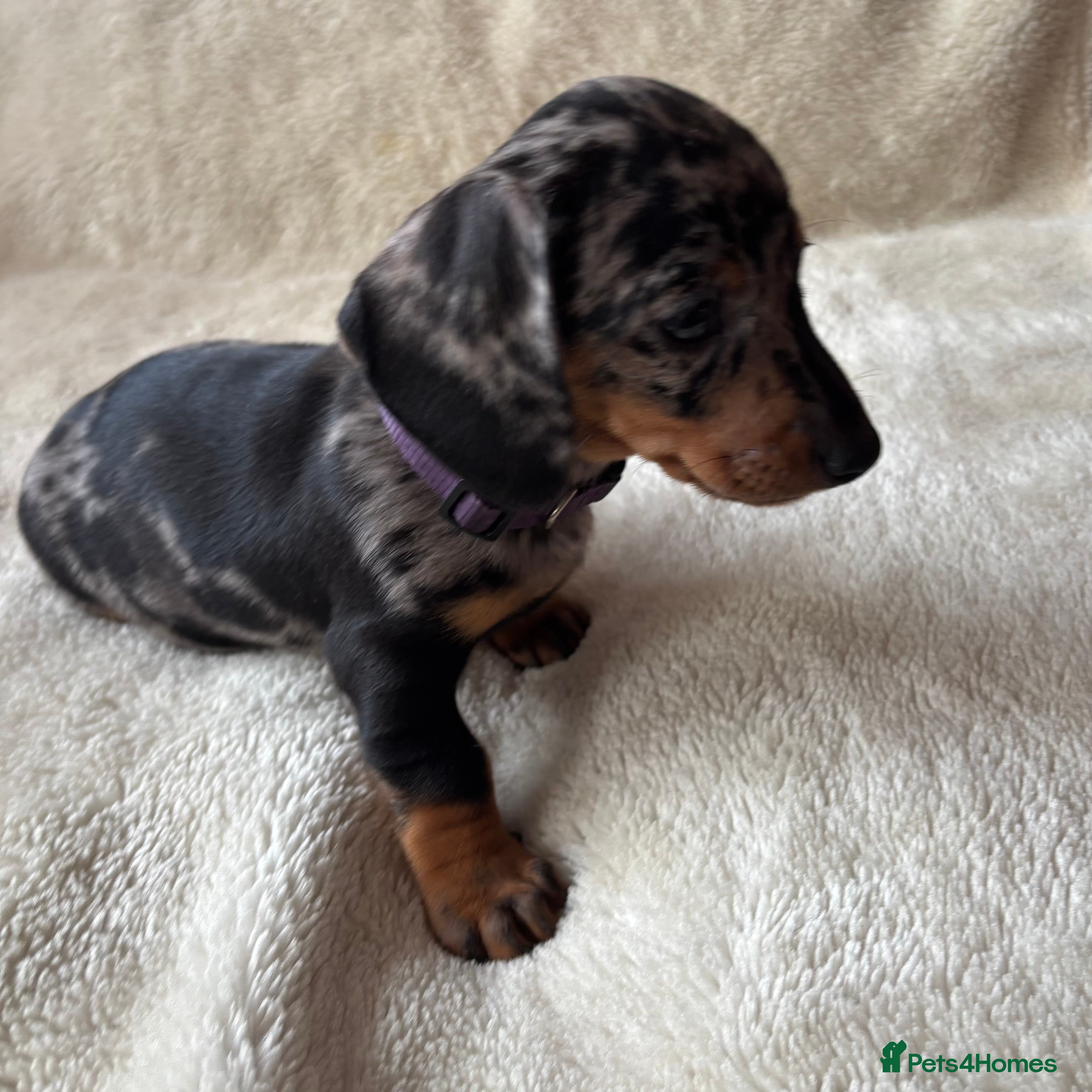 Dachshund dogs Standard Dachshund Puppies - Advert 2