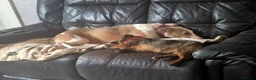 Mixed Breed dogs for adoption: Shy Shiloh - Advert 4