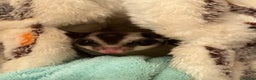 Sugar Glider rodents for sale: 2 x Pairs sugar gliders for sale  - Advert 1
