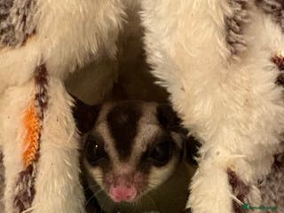 Sugar Glider rodents 2 x Pairs sugar gliders for sale - Advert 1