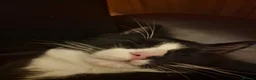 Mixed Breed cats for sale: Cats for sale - Orea and Malteser  - Advert 21