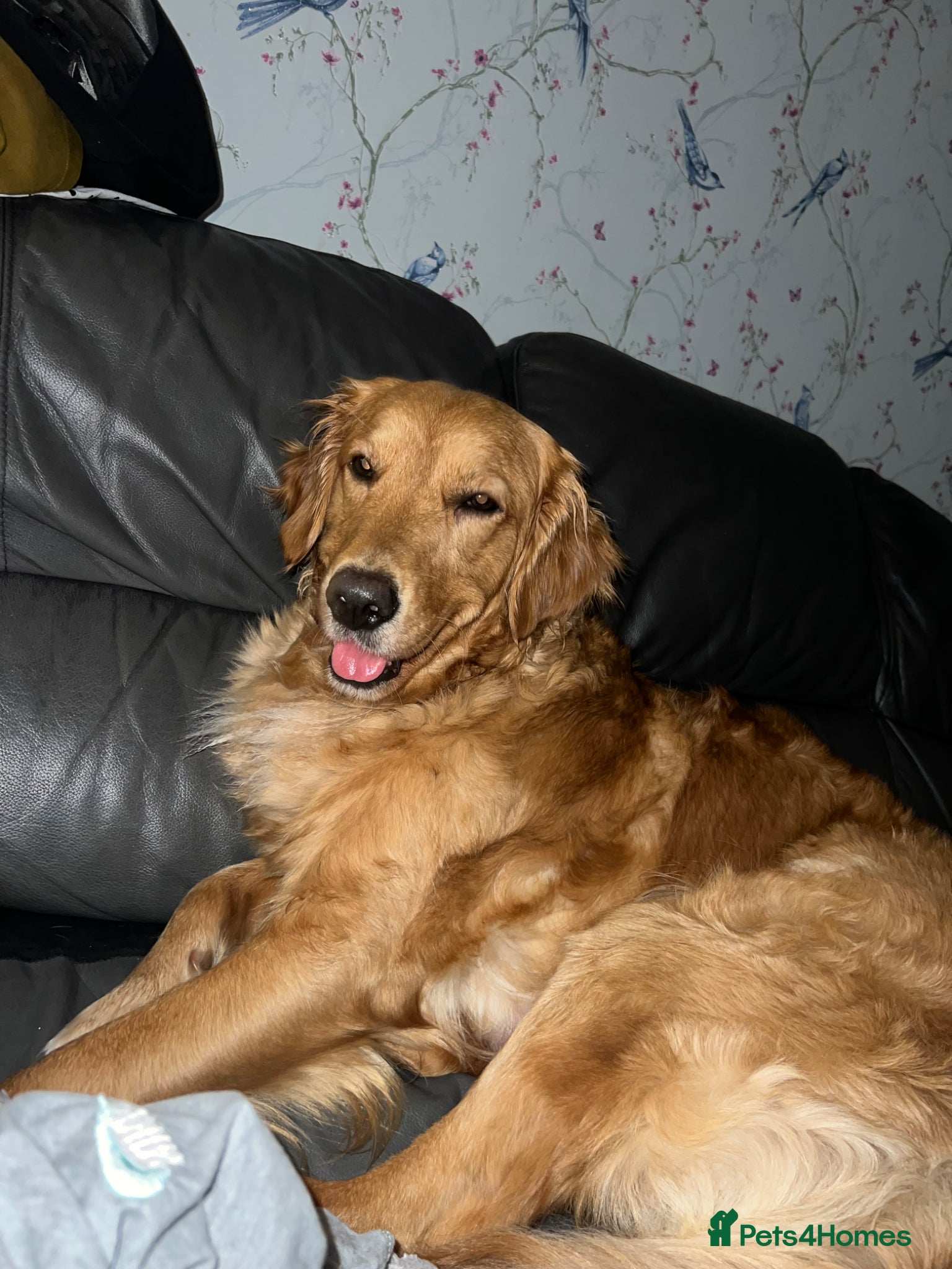 Golden Retriever dogs GOLDEN RETRIEVER  PUPPYS READY FROM 29th JUNE - Advert 15