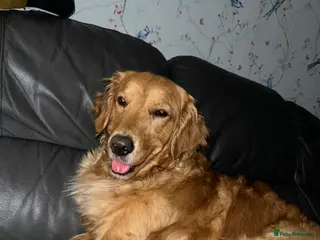 Golden Retriever dogs GOLDEN RETRIEVER PUPPYS READY FROM 29th JUNE - Advert 1