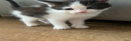 British Longhair cats for sale: Beautiful Tuxedo X Long haired Kittens ❤️ - Advert 10