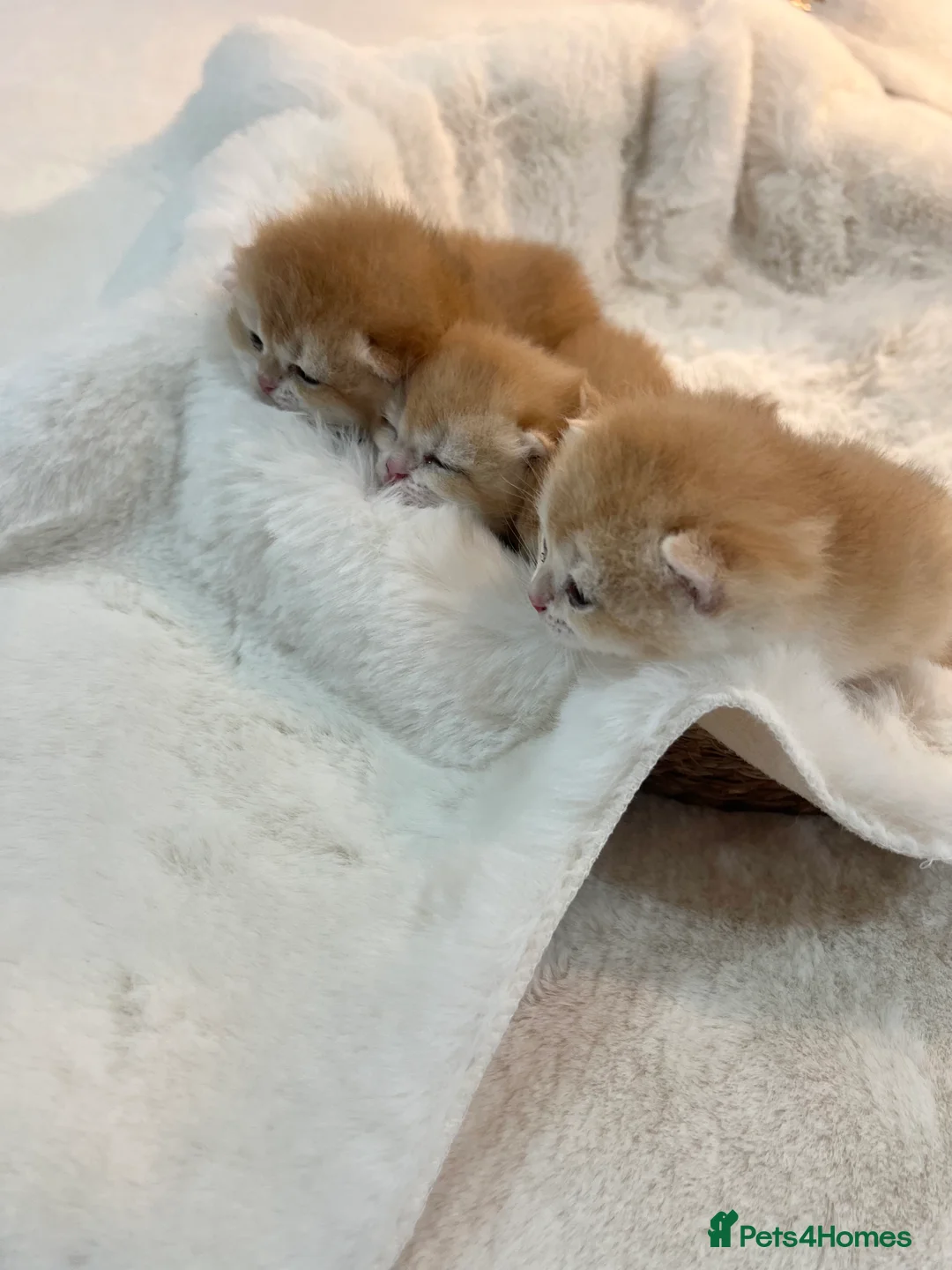 British Shorthair cats for sale: 🏆 Ny12 Golden British Shorthairs 🏆 - Advert 12