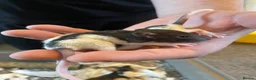 Rat rodents for sale: Baby dumbo rats ready end of July   - Advert 6
