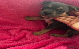 Mixed Breed dogs for sale: Beautiful chunky bully cross staffy pups tri /fawn - Image 3