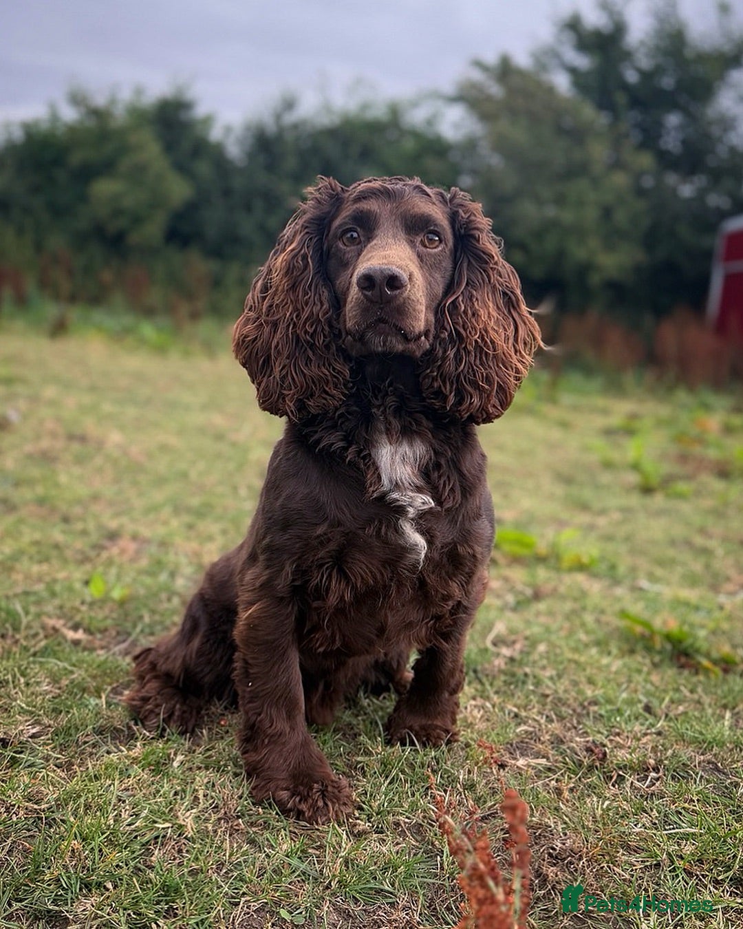 Cocker Spaniel dogs FTCH cocker spaniel for stud  - Advert 1