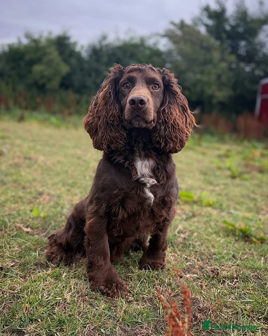 Cocker Spaniel dogs for stud: FTCH cocker spaniel for stud  - Advert 1