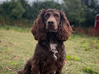 Cocker Spaniel dogs FTCH cocker spaniel for stud - Advert 1