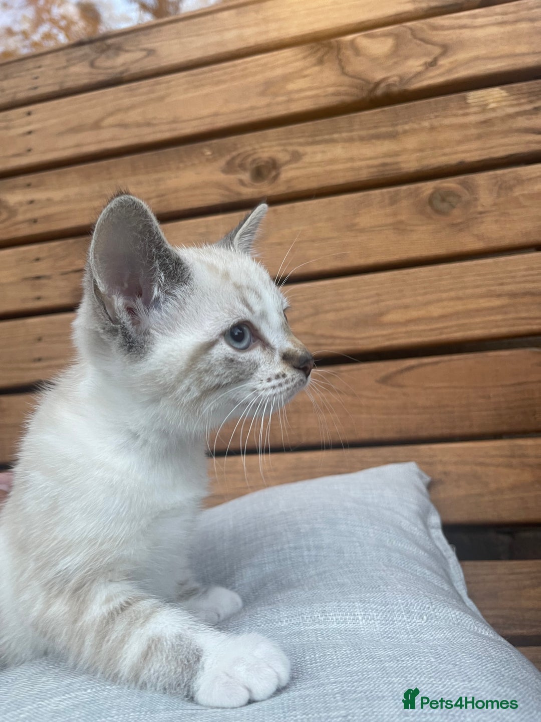 Domestic Shorthair cats for sale: Adorable kittens looking for their forever home  - Image 3