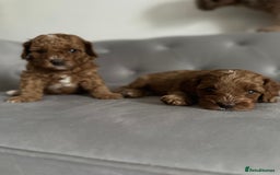 Cavapoo dogs for sale: Stunning Red Cavapoo Boys  - Image 9