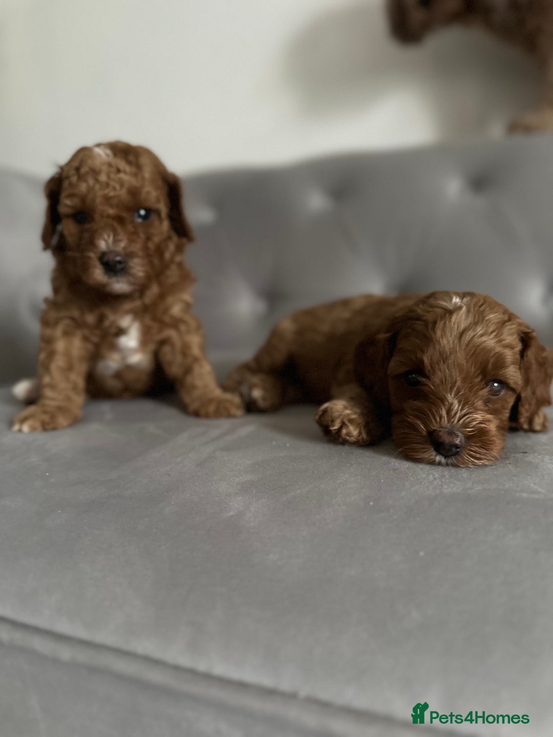 Cavapoo dogs for sale: Stunning Red Cavapoo Boys  - Image 9