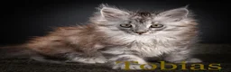 Maine Coon cats for sale: TICA-Registered Male Maine Coon Kittens - Advert 9