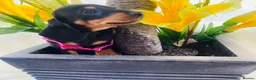 Miniature Dachshund dogs for sale: STUNNING Miniature Dachshund Puppies!!! - Advert 12